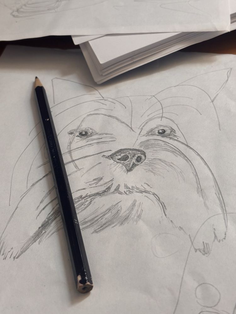 Pencil sketch of a small dog's face